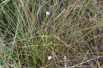 Jackson false foxglove